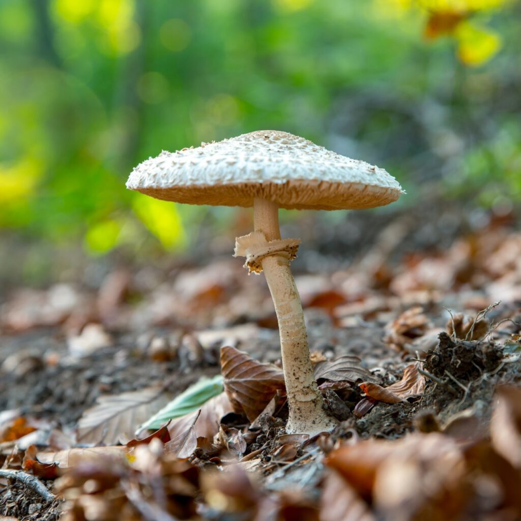 Bedla patří mezi oblíbené houby. Často se připravuje jako řízek.